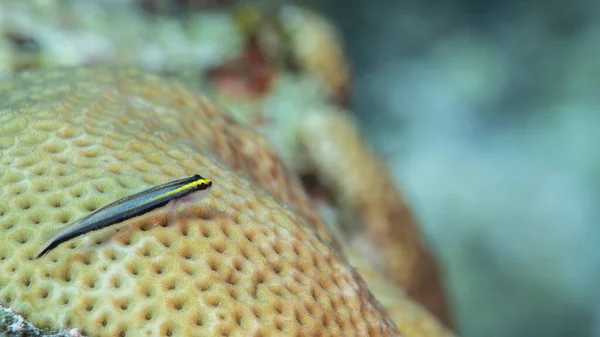 Close Tiny Fish Coral Reef Caribbean Sea Curacao — Stock Photo, Image