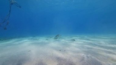 Karayip Denizi 'ndeki mercan resifinde deniz kaplumbağası.