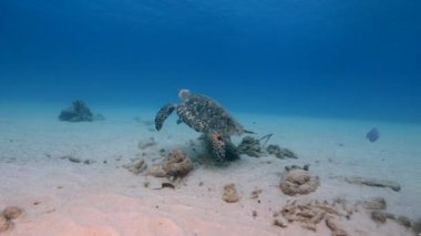 Karayip Denizi 'ndeki mercan resifinde deniz kaplumbağası.