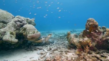 Karayip Denizi 'ndeki mercan resifinde deniz kaplumbağası.