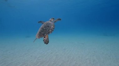 Karayip Denizi 'ndeki mercan resifinde deniz kaplumbağası.