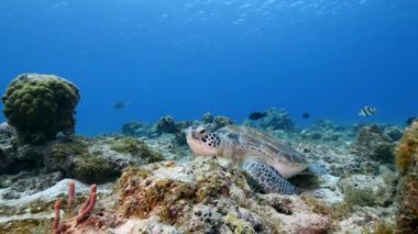 Karayip Denizi 'ndeki mercan resifinde deniz kaplumbağası.