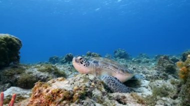 Karayip Denizi 'ndeki mercan resifinde deniz kaplumbağası.