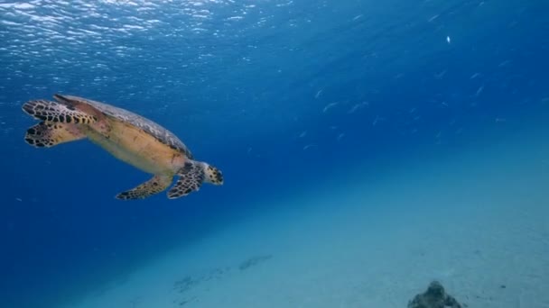 Karayip Denizi Ndeki Mercan Resifinde Deniz Kaplumbağası — Stok video