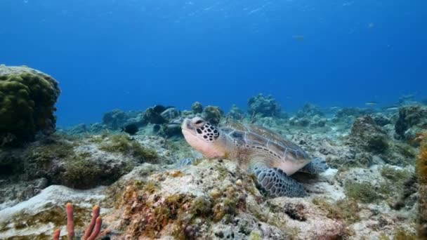 Żółw Morski Rafie Koralowej Morza Karaibskiego — Wideo stockowe