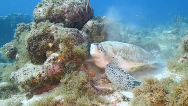 Θαλάσσια Χελώνα Στον Κοραλλιογενή Ύφαλο Της Καραϊβικής Θάλασσας — Αρχείο Βίντεο