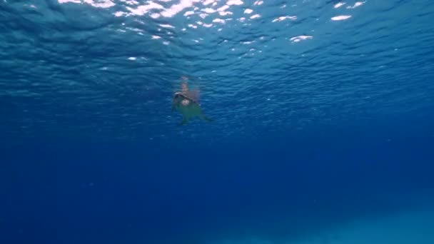 加勒比海珊瑚礁中的海龟 — 图库视频影像