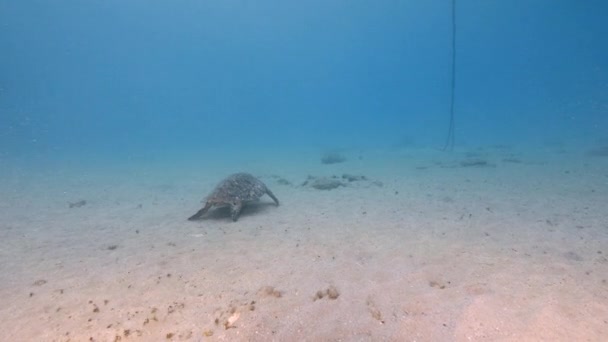 Морська Черепаха Кораловому Рифі Карибського Моря — стокове відео