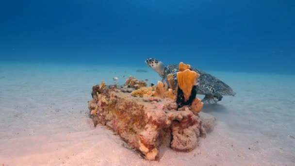 Penyu Laut Terumbu Karang Laut Karibia — Stok Video