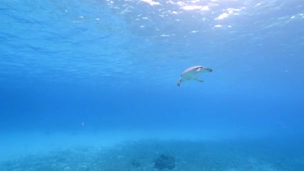 Tengeri Teknős Karib Tenger Korallzátonyán — Stock videók