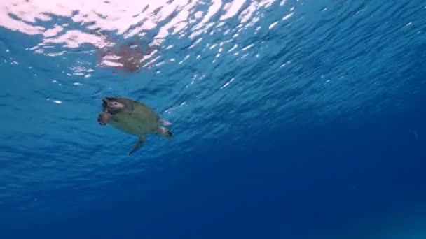 Zeeschildpad Het Koraalrif Van Caribische Zee — Stockvideo
