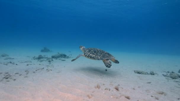 Θαλάσσια Χελώνα Στον Κοραλλιογενή Ύφαλο Της Καραϊβικής Θάλασσας — Αρχείο Βίντεο