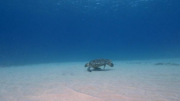 加勒比海珊瑚礁中的海龟 — 图库视频影像
