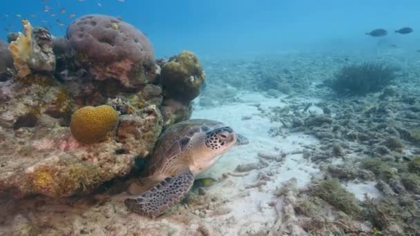 카리브해의 산호초에 거북이 — 비디오