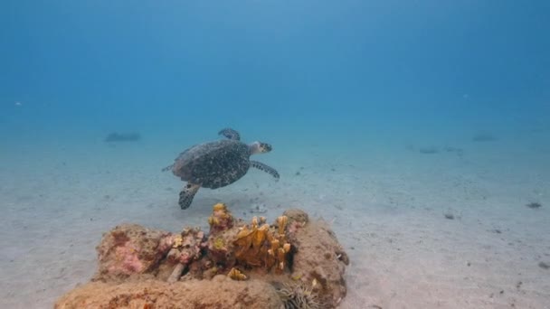 Meeresschildkröte Korallenriff Der Karibik — Stockvideo
