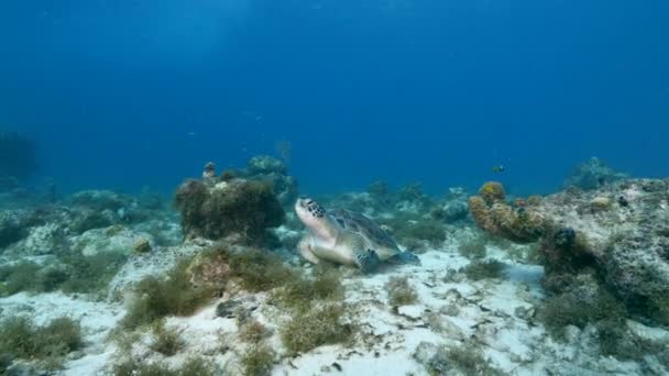 Tartaruga Marinha Recife Coral Mar Caribe — Vídeo de Stock