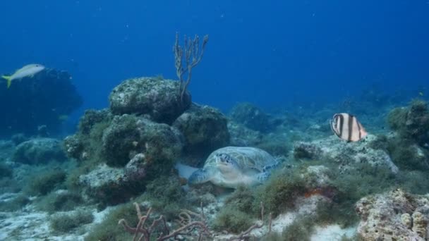Havssköldpadda Korallrevet Karibiska Havet — Stockvideo