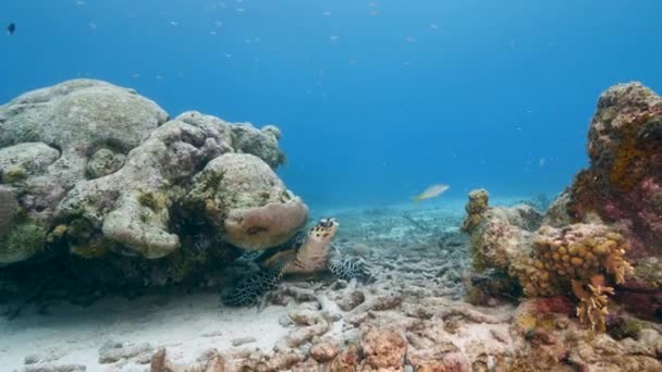 Sea Turtle Coral Reef Caribbean Sea — Stock Video