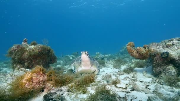 Tortuga Marina Arrecife Coral Del Mar Caribe — Vídeos de Stock