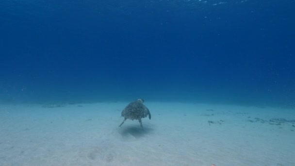 카리브해의 산호초에 거북이 — 비디오