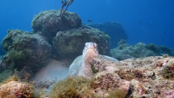 Tartaruga Marinha Recife Coral Mar Caribe — Vídeo de Stock