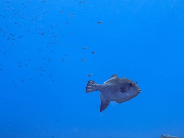 Deniz balığının sualtı fotoğrafı.