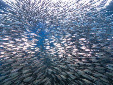 Okul balığı, Karayip Denizi 'nin sığ sularında Büyük Göz Balığı