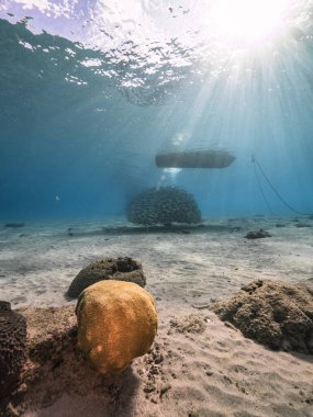 Yem Toplu Deniz Burnu, Balık Okulu, Karayip Denizi 'ndeki mercan resifinde uskumru balığı, Curacao