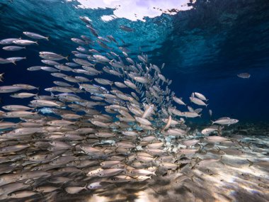 Okul balığı, Karayip Denizi 'nin sığ sularında Büyük Göz Balığı