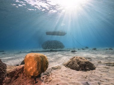 Yem Toplu Deniz Burnu, Balık Okulu, Karayip Denizi 'ndeki mercan resifinde uskumru balığı, Curacao