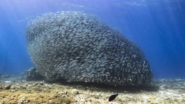 Schooling Fish Big Eye Scad Fish Shallows Caribbean Sea — Stock Photo, Image