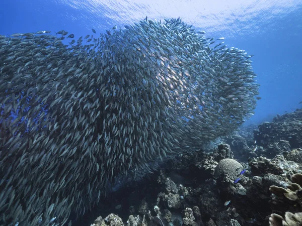 Schwarmfische Big Eye Scad Fische Den Untiefen Der Karibik — Stockfoto