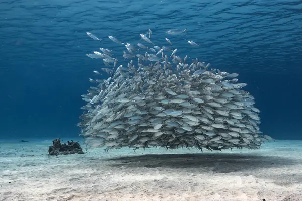 Školní Ryby Big Eye Scad Ryby Mělčinách Karibského Moře — Stock fotografie