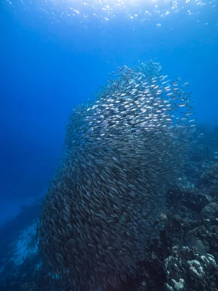 Schwarmfische Big Eye Scad Fische Den Untiefen Der Karibik — Stockfoto