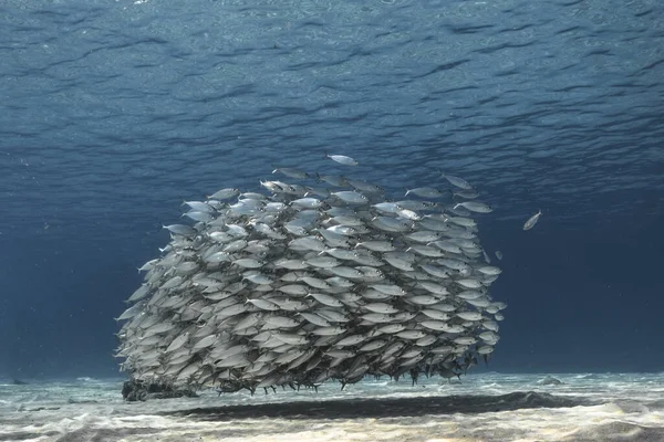 Σχολικά Ψάρια Big Eye Scad Ψάρια Στα Ρηχά Της Καραϊβικής — Φωτογραφία Αρχείου