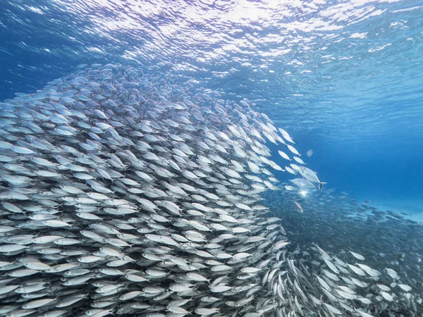 물고기 카리브해의 스카드 물고기 — 스톡 사진