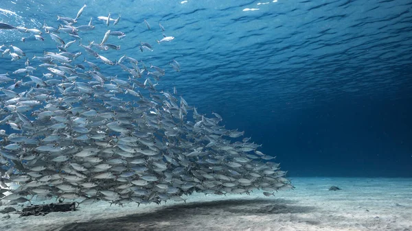 Skolfisk Big Eye Scad Fisk Grunda Karibiska Havet — Stockfoto