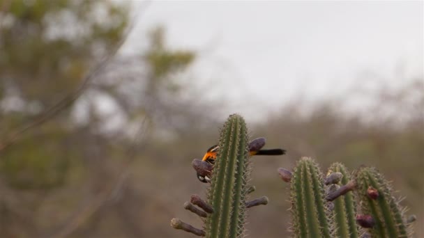Orange Backed Troupial Cactus Super Slow Motion — Stock Video