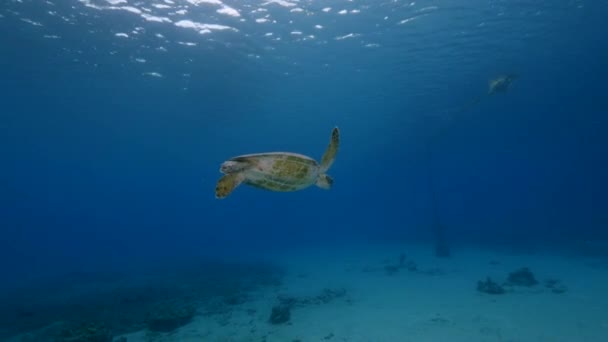 Tortue Mer Dans Récif Corallien Mer Des Caraïbes — Video