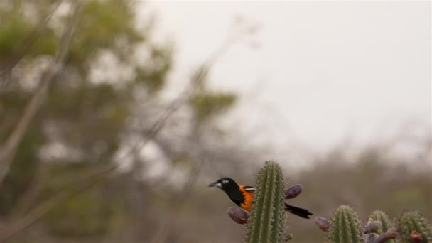 Troupial Respaldado Por Naranja Cactus Super Slow Motion — Vídeos de Stock