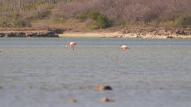 Amerikan Flamingoları Süper Yavaş Çekimde, Kuş Vahşi Hayatı