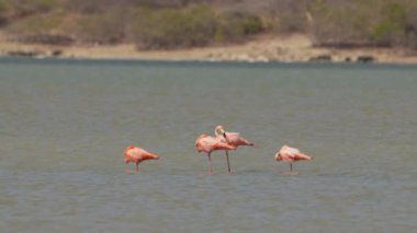 Amerikan Flamingoları Süper Yavaş Çekimde, Kuş Vahşi Hayatı