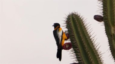 Süper Yavaş Çekimde Kaktüs Üzerine Turuncu Destekli Troupial