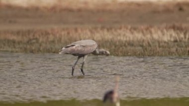 Karayipler 'de Tropikal Kuş, Kuş Vahşi Hayatı 