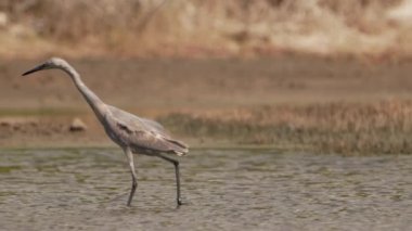 Karayipler 'de Tropikal Kuş, Kuş Vahşi Hayatı 