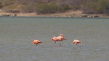 Amerikan Flamingoları Süper Yavaş Çekimde, Kuş Vahşi Hayatı