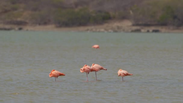 American Flamingos Super Slow Motion Bird Wildlife — Stock video