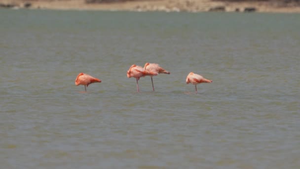 American Flamingos Super Slow Motion Bird Wildlife — Stock Video