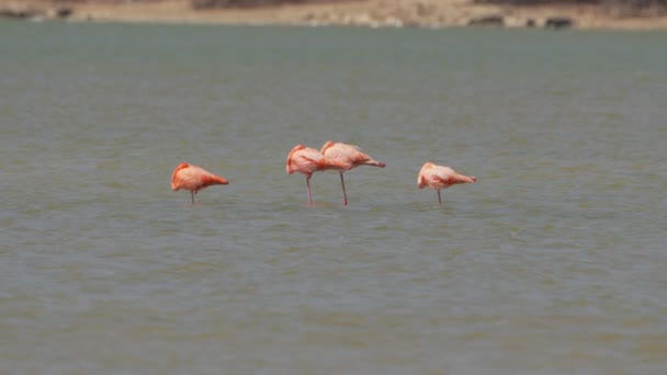 Amerikan Flamingoları Süper Yavaş Çekimde Kuş Vahşi Hayatı — Stok video