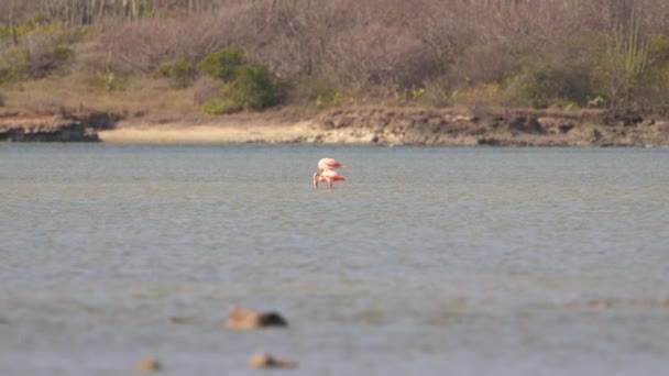 Amerikanische Flamingos Super Zeitlupe Vogelwelt — Stockvideo